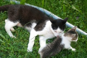 Katze Mimi mit Leila.