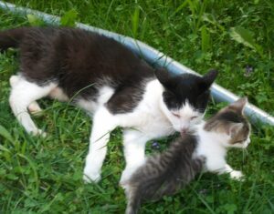Katze Mimi mit Leila. Katze Mimi mit Leila.