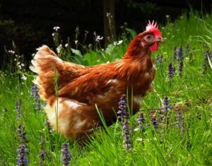 Huhn Huhn im Gras.