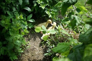 Kleine Enten auf der Suche nach Insekten.