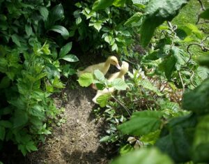 Die Entenküken Kleine Enten auf der Suche nach Insekten.