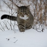 Auf dem Bild ist eine grau gestreifte Katze im Schnee zu sehen