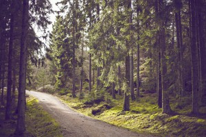 Einer von vielen Waldwegen - ideal zum Wandern und Biken in Haus im Ennstal - es ist ein dichter Wald mit breitem Waldweg zu erkennen