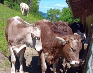 Kalbinnen im Freien Kalbinnen im Freien