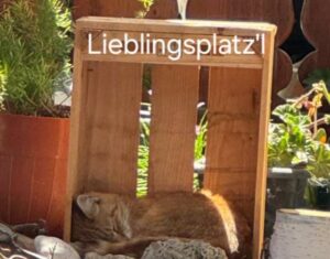 Katze mit Tarnfarbe Katze mit Tarnfarbe